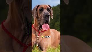 Great Dane: "5 Surprising Facts About Great Danes!"