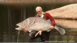 Моби Дик или Большеносый ковровый горбыль Moby Dick or snouty carpet croaker 2013