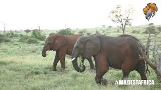 The Kruger Park Wildlife Show | Wildest Kruger Sightings