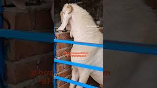 #topquality #goatslover #barbarigoatfarm #goatfarming #goatfarminginindia #kisan #ytshorts