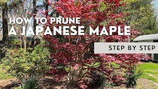 ️ How To Prune A Japanese Maple: A Step By Step Tutorial️