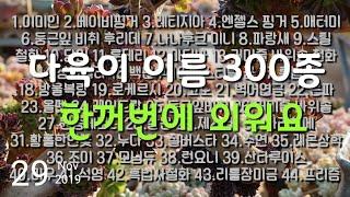 다육이 이름 300종 한번에 외우기, 300 kinds of succulent plants