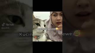 kucing ditangan cewek vs ditangan cowok #rrqferiy #fyppppppppppppppppppppppppppppppppppppppppppppp