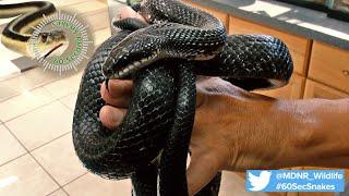 60-Second Snakes: The Black Rat Snake