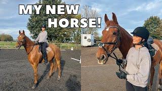 MEET MY NEW HORSE! | VLOG