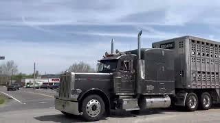 Peterbilt 379 and 386 bull haulers passing thru town