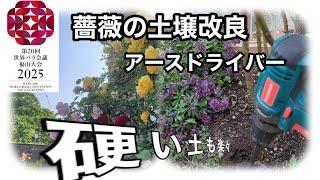 薔薇の土壌改良　グラハムトーマスを植えている花壇の土が硬く中々土壌改良がすすみませんでした。枝枯もしばしば枯れ込みこのままだと余命3年の宣告を受けました。この冬しっかりエアーレイションします。