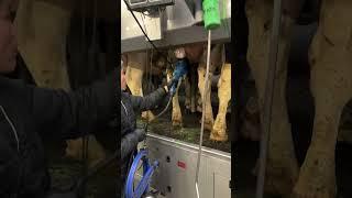 Farm Cows #shorts #fyp #cow #feeding #milking #hoofing