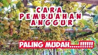 PAKAI CARA INI...!!!!!  Pohon anggur akan berbuah lebat ..