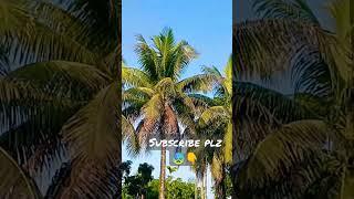 subscribe plz #short #song