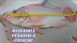 PESANDO E MEDINDO A EVOLUÇÃO DOS PEIXES DO TANQUE