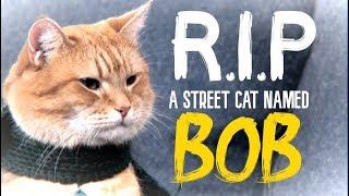 R.I.P: A Street Cat Named 'Bob' - TRIBUTE 'Satellite Moments'