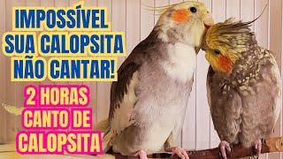 10 Cantos de Calopsita Várias Calopsitas Cantando Para Estimular Sua Calopsita a Cantar