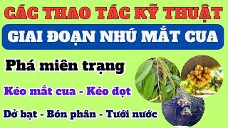 Chăm sóc sầu riêng giai đoạn nhú mắt cua: Phá miên trạng, kéo mắt cua, bón phân tưới nước và kéo đọt