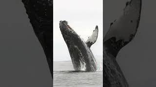 кит #кит#animals