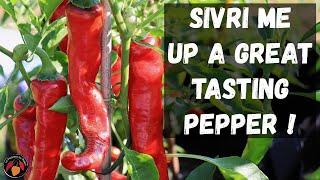 Aji Sivri Pepper Review and Tasting