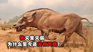 猪又笨又弱，为什么至今还没有灭绝？看看它的祖先是谁 #动物世界 #自然传奇 #大自然 #動物 #動物故事 #野生動物 #動物反殺 #万物有光