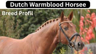 Dutch Warmblood Horse: Breed Profile