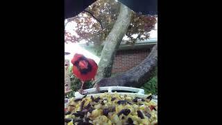 Fledgling cardinal being fed by dad.