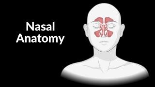 Nasal Anatomy (Cartilage, Nasal Cavity, Sinuses, Meatuses, Nasal Mucosa)