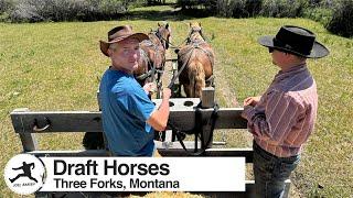 Montana: Draft Horses