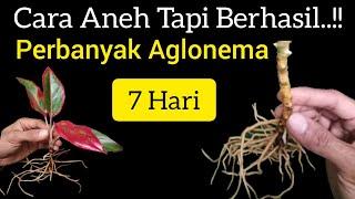 Cara Aneh Perbanyak Aglonema..!! 7 Hari Tumbuh 13 Anakan..!! Perbanyak Aglonema Tanpa Resiko Gagal..