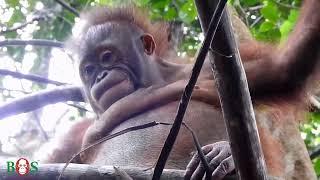 Müde Baimah| BOS | orangutan.de