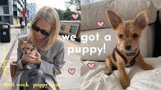 24 hours with our new puppy  | first week & puppy haul 