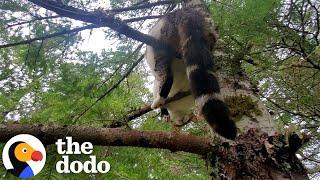 This Cat Was Stuck On A 50ft Tree For Two Days | The Dodo