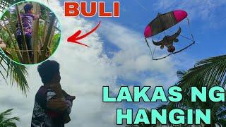 PALIPAD NG SARANGGOLA BULLS KITE AT MANGUHA NG BULI PARA GAWING SUMBA