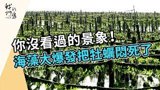 滸苔大爆發｜綠潮發生中(我們的島第1208集 2023-06-12)