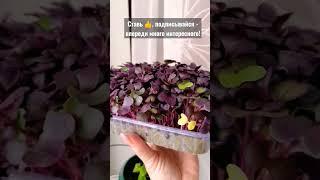 #Редис лучше, чем с #грядки! Яркая, сочная #микрозелень редиса САНГО - натуральные #витамины!