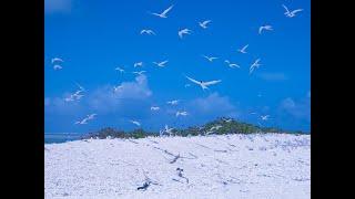 Terns on Capitaine Island