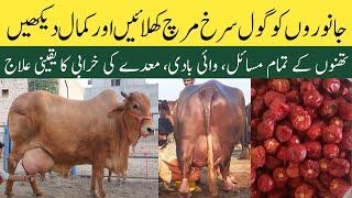 Janwaron ko gol surkh mirch khilanay k faiday | Dairy Farming in Pakistan