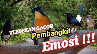 Masteran Tledekan Gunung Gacor Juara! Yang Dapat Memancing Emosi Kacer Gacor dan Tl Gacor Ampuh!!!