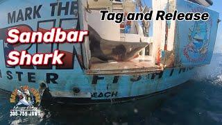 Sandbar Shark Release, Mark the Shark 07/22/2023 @TheRealMarkTheShark   @Thereelcrockett #shark