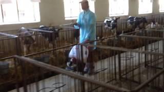 Обробка від мух на племзаводі Степний (Запорізька обл.)