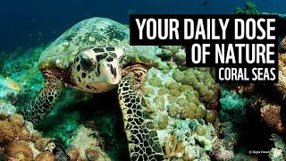 A daily dose of nature | coral seas | WWF