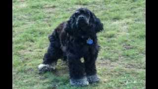 Harley & Sebastion - Cocker Spaniel Rescue