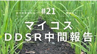 【マイコス 】マイコス DDSRの途中経過です。生育状況は如何に。【乾田直播】