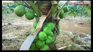 Dua Bulan Lagi Kita Petik Kelapa Pandan Wangi