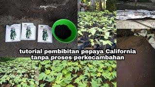 tutorial pembibitan pepaya California tanpa proses perkecambahan