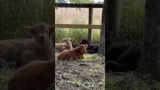 Calf nap time ️ #fluffyfeatherfarm #minicow #fluffycow #highlandcow #babyfarmanimals