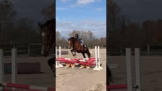 MINI BARN VLOG 5 #horse #equestrian #pony #horseriding #horsegirl #horselover #horses