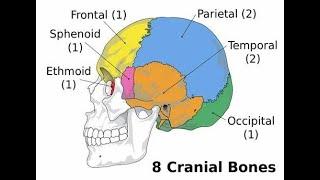 Ossa del Neurocranio ( Scheletro Assile )