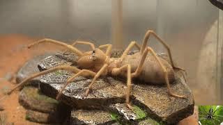 Big Lazy Camel Spider Hunting Crickets