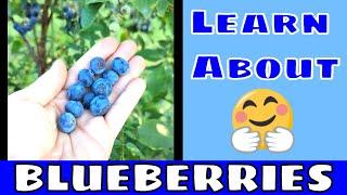 Kids Learn About Blueberries 🫐 Superfoods for Kids 