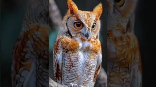 Facts About Owl In Hindi | Owl Facts In Hindi | #owl #shorts