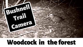 WOODCOCK - Houtsnip (Scolopax rusticola) with Bushnell trail camera Trophy cam