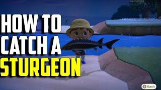 How to Catch a Sturgeon | Sturgeon ACNH | Sturgeon Animal Crossing | ACNH Sturgeon | Sturgeon Fish